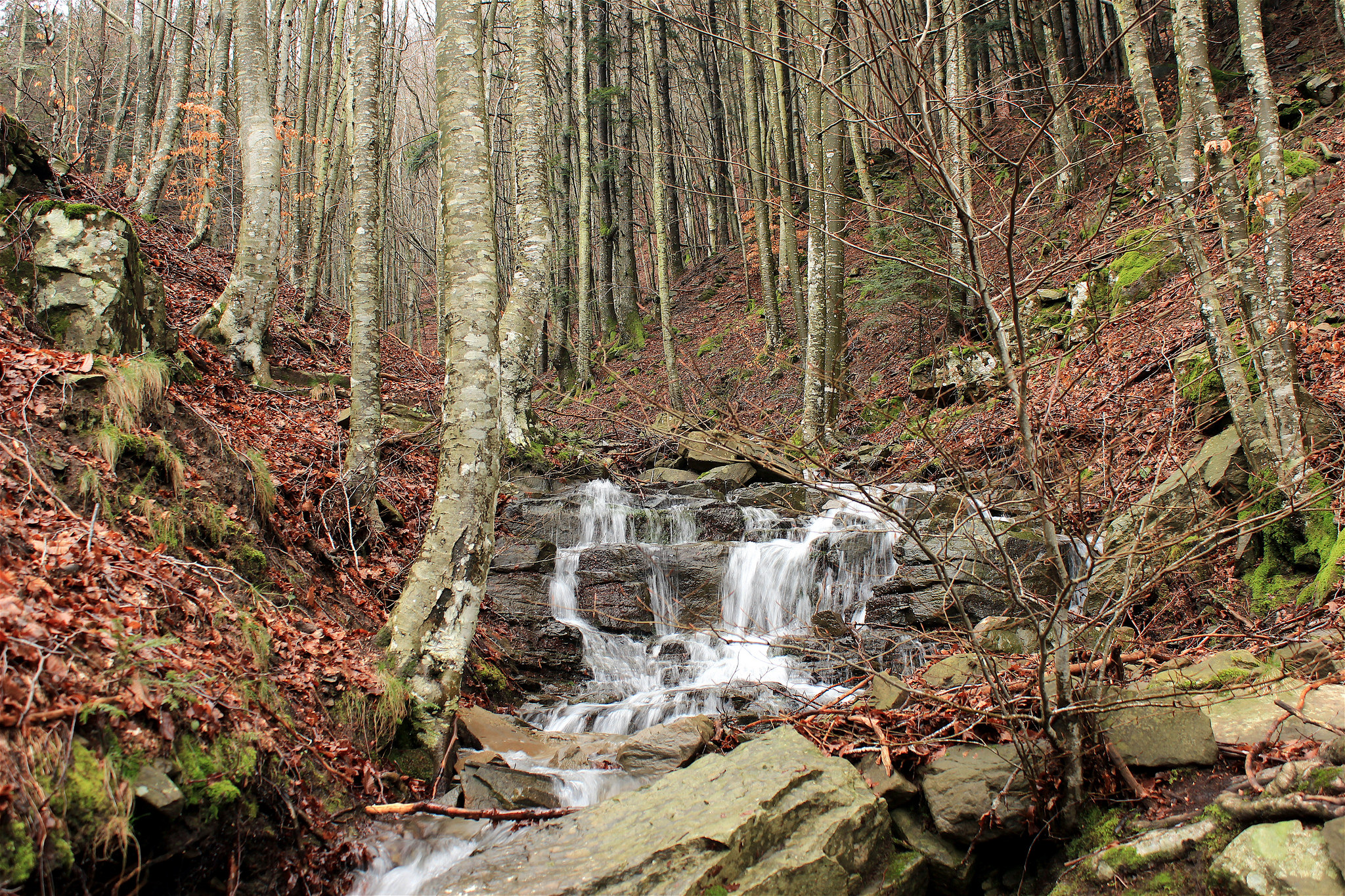 foresta del pratomagno