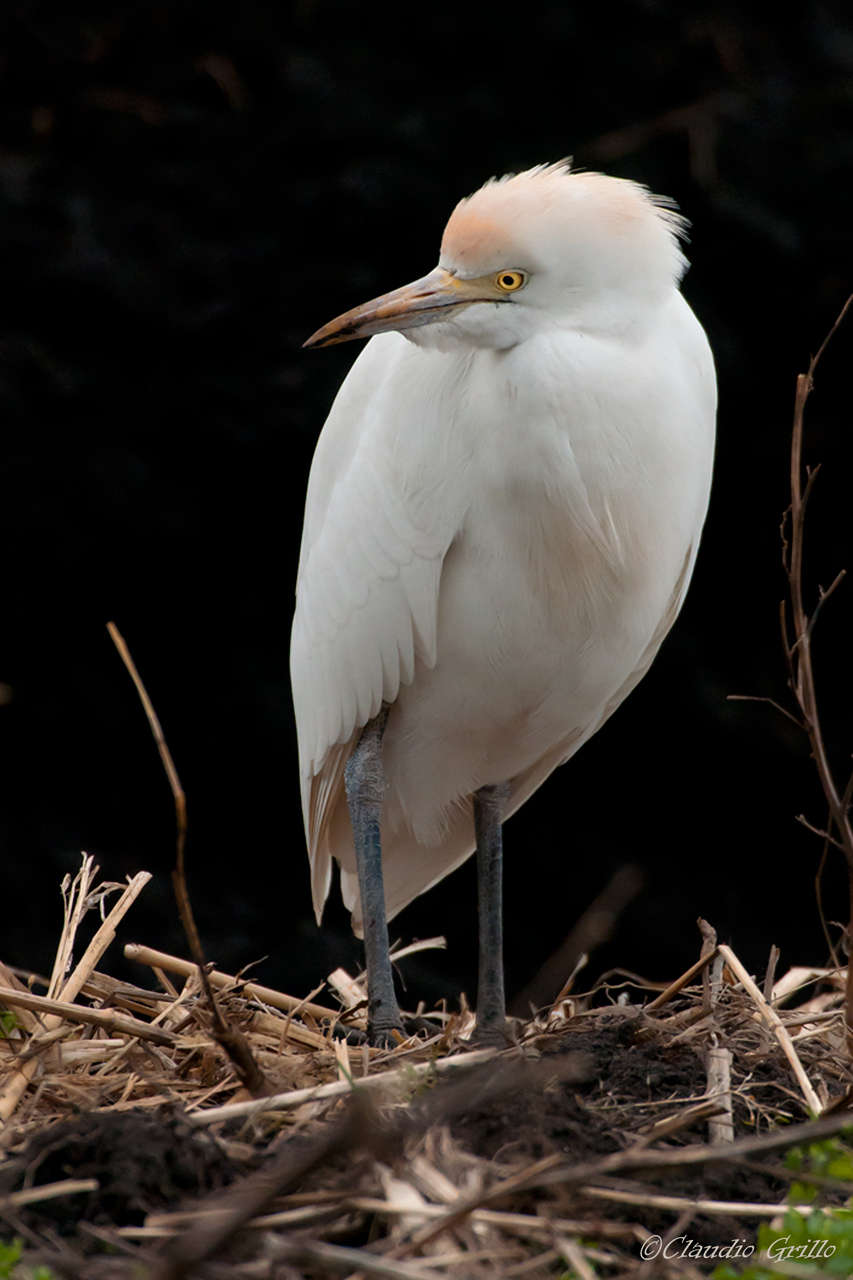 Cattle Egret