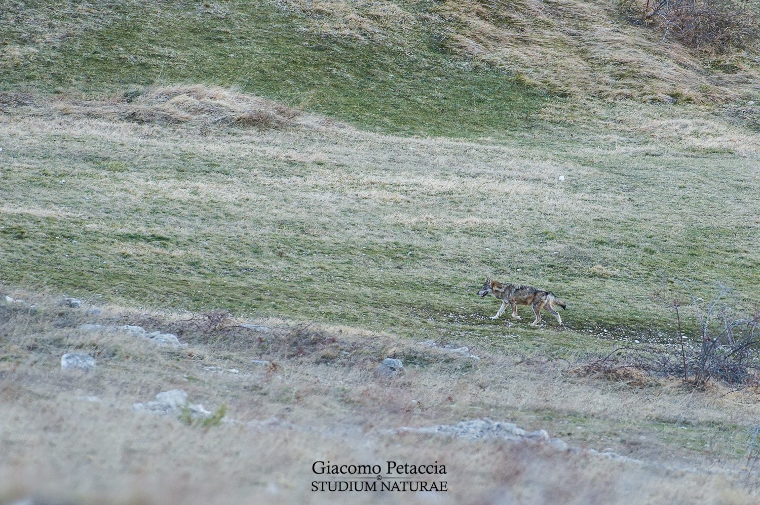 Apennine Wolf in nature