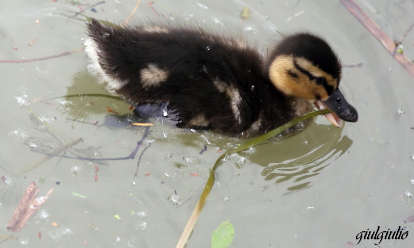 duckling