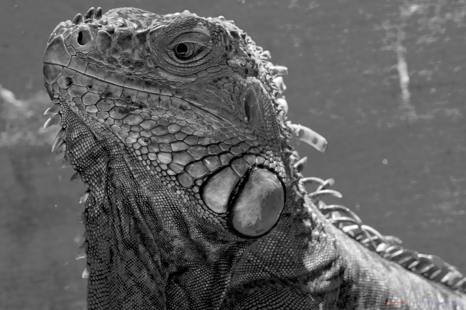 Iguana in B & W