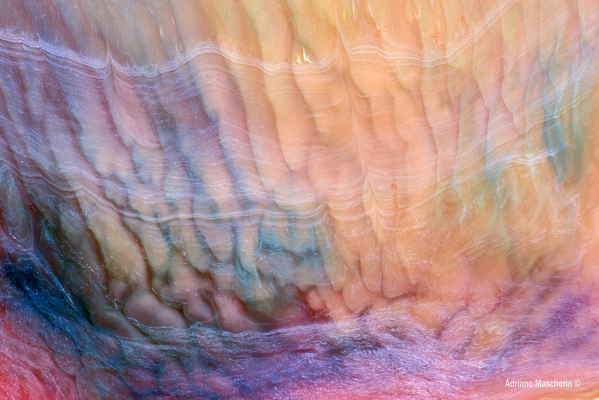 Pia mater astral .....