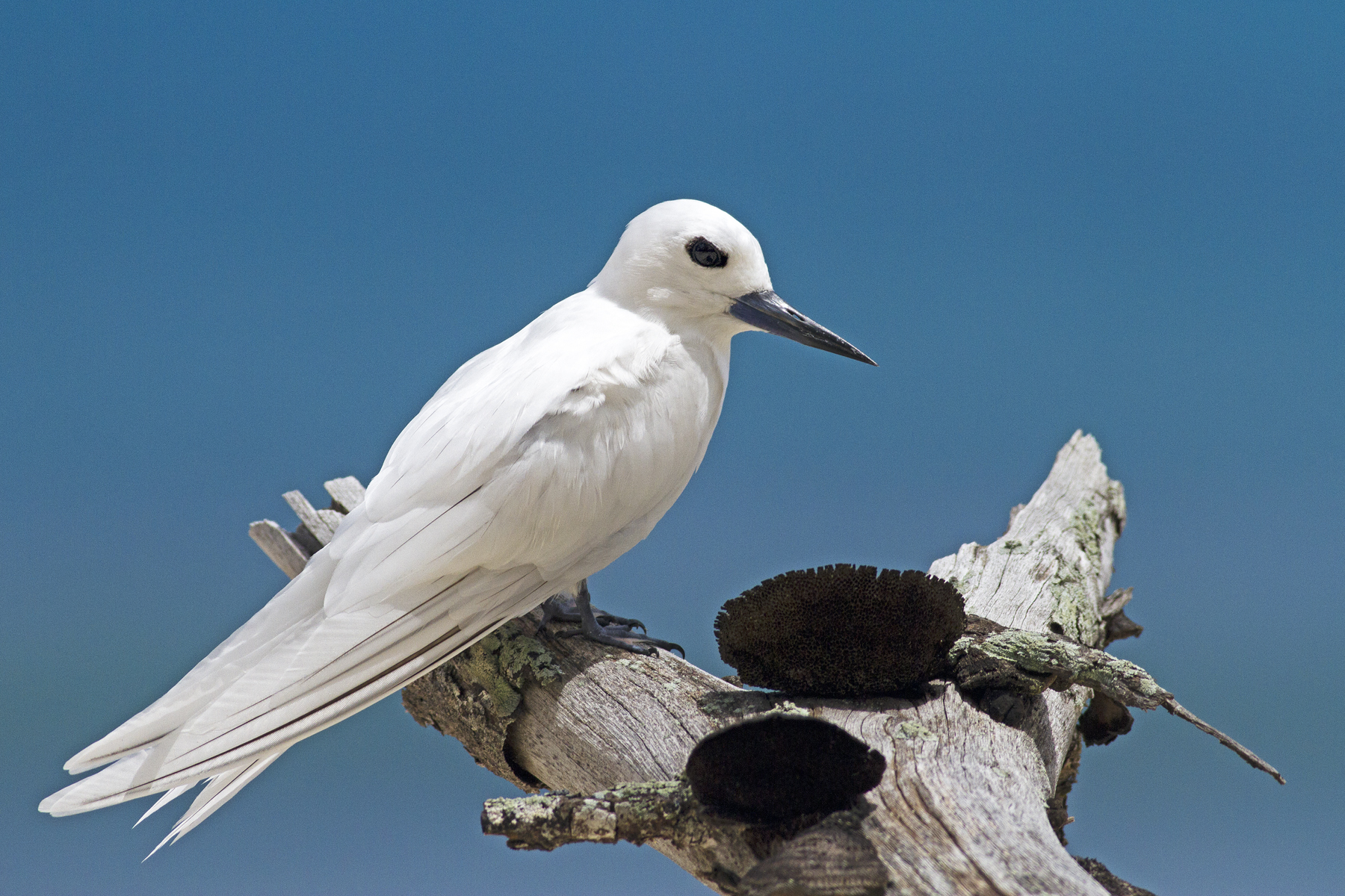 Fairy Tern