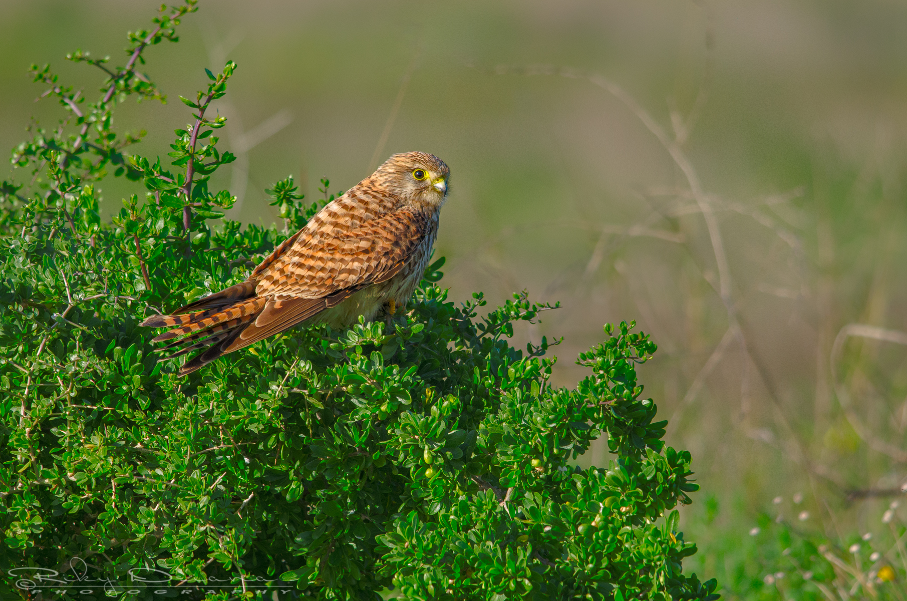 Kestrel female