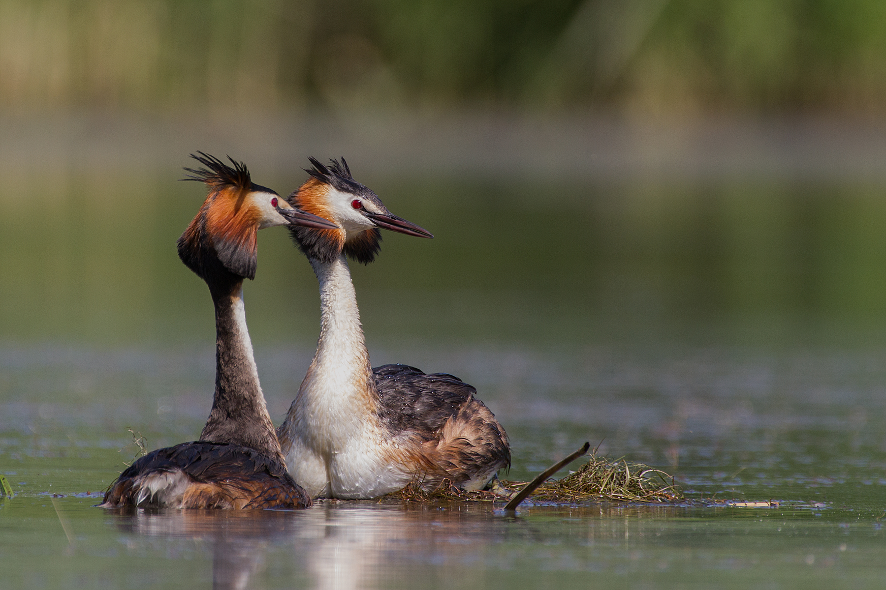 Grebes