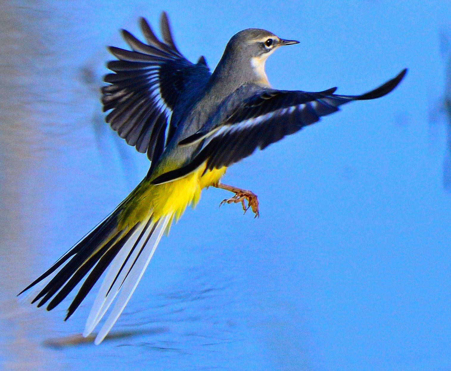 Wagtail