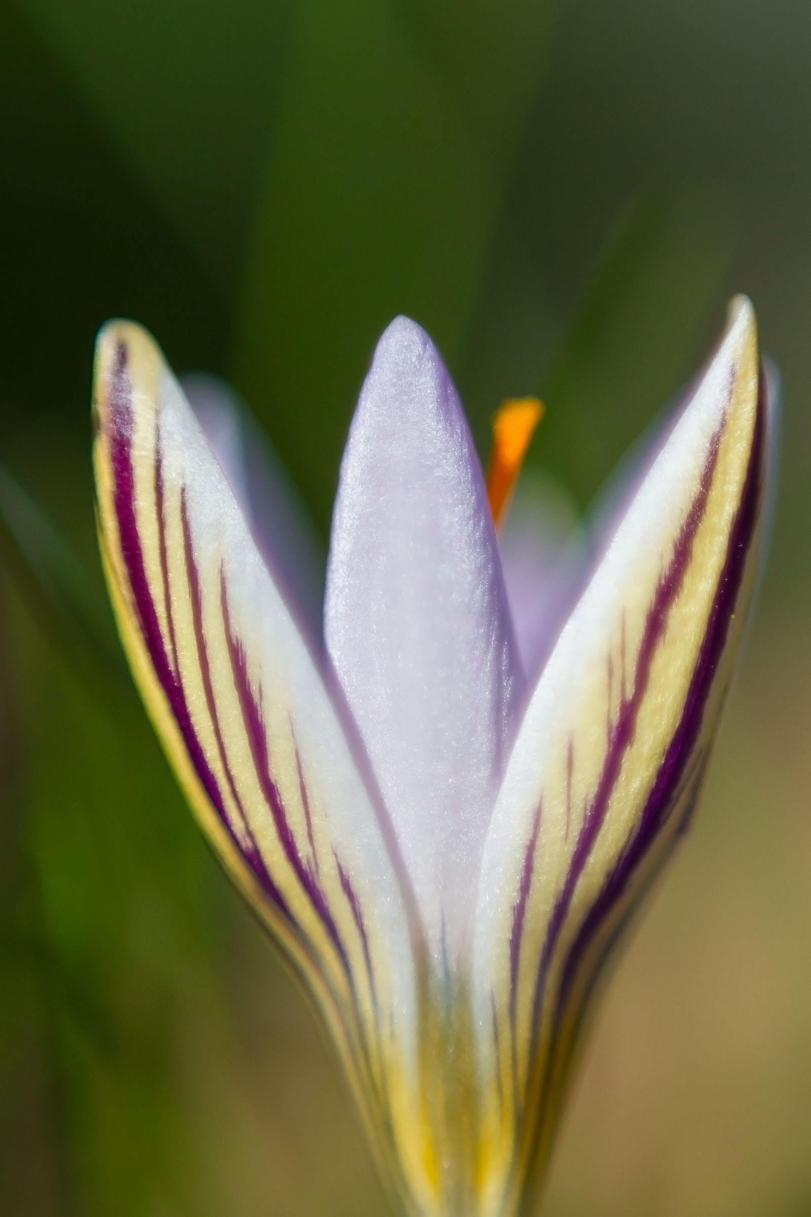 crocus