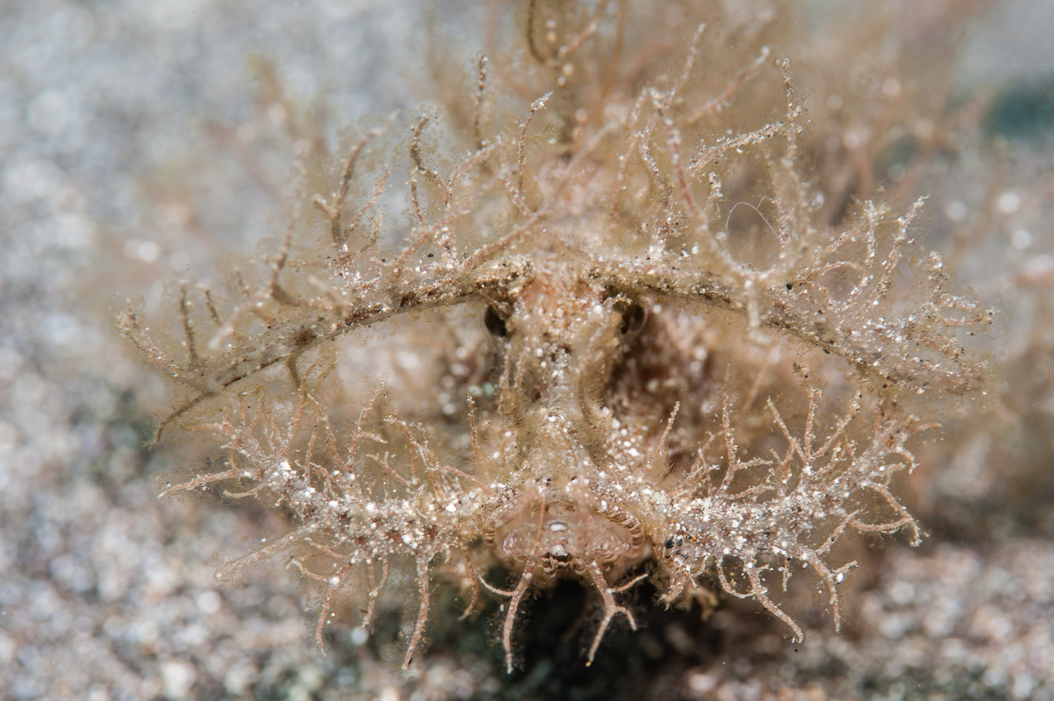 Pteroidichthys amboinensis