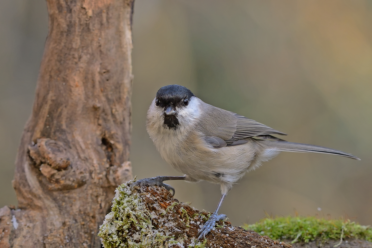 cincia bigia (poecile palustris)