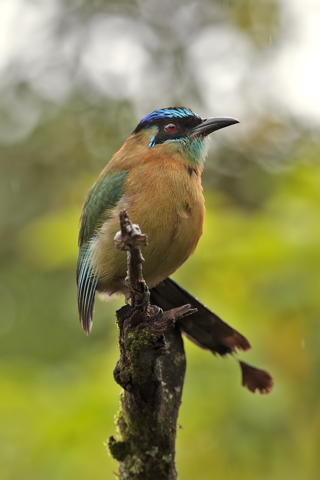 Blue-crowned Mot-Mot