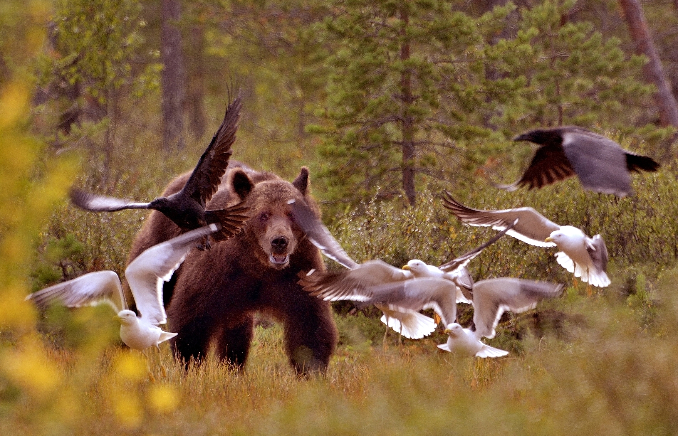 Finlandia 2013 - Orso e volatili