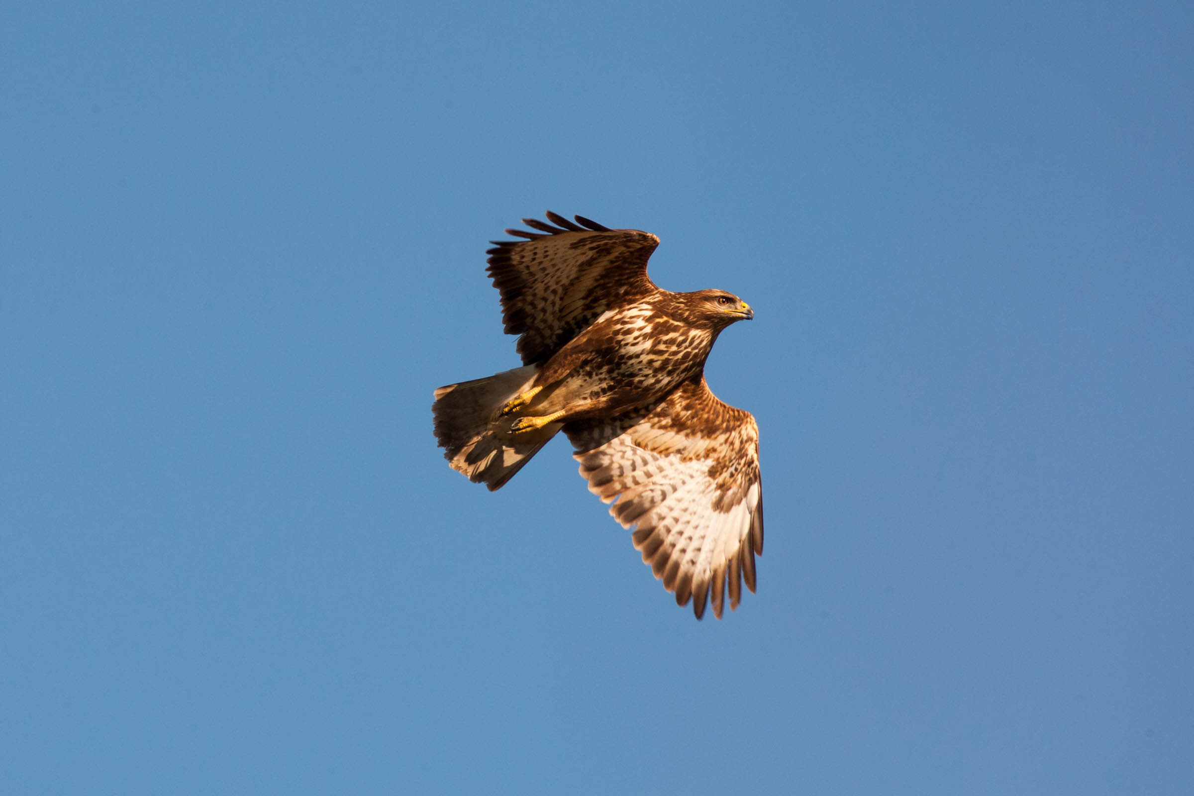 Poiana (Buteo Buteo)