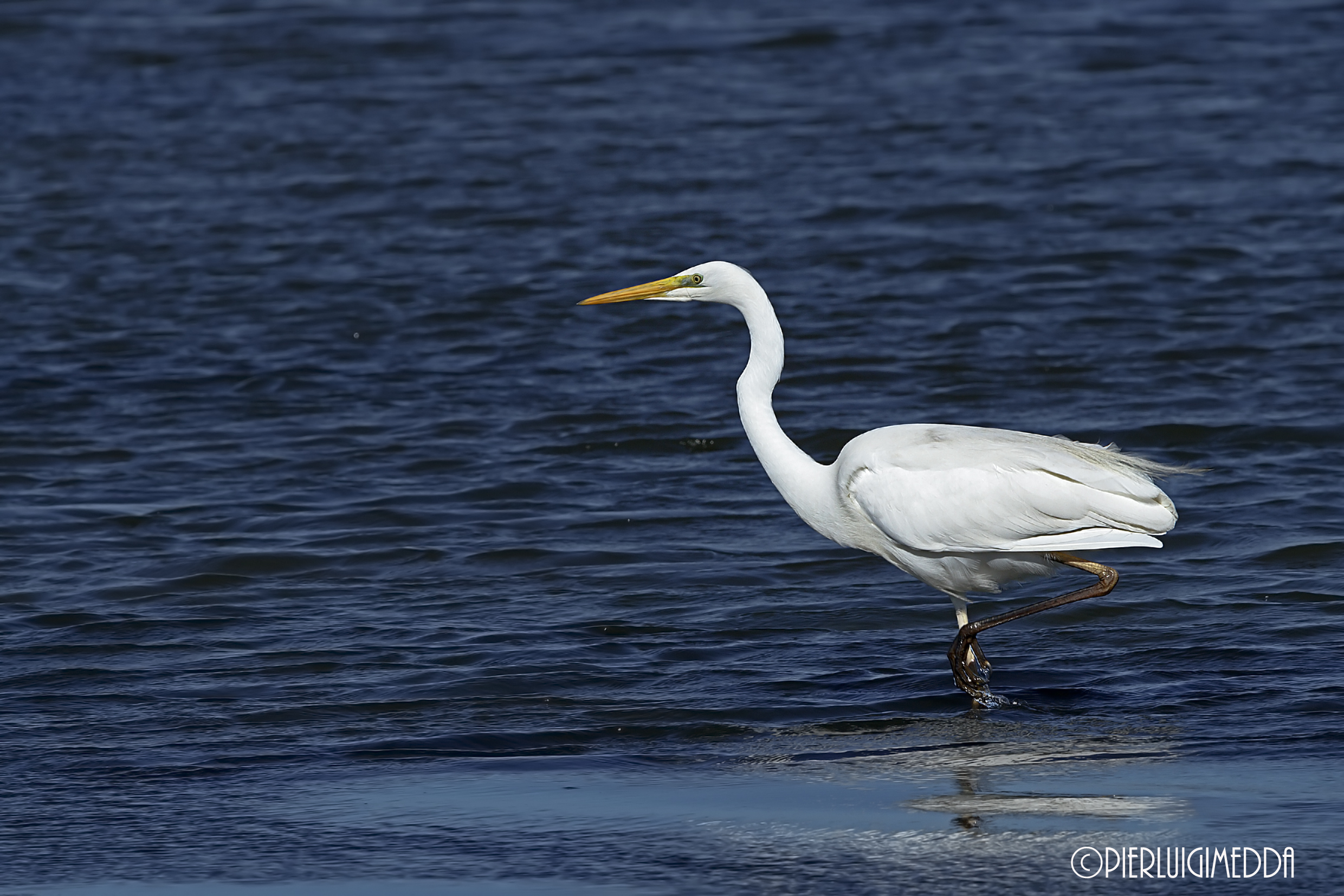 Airone Bianco Maggiore