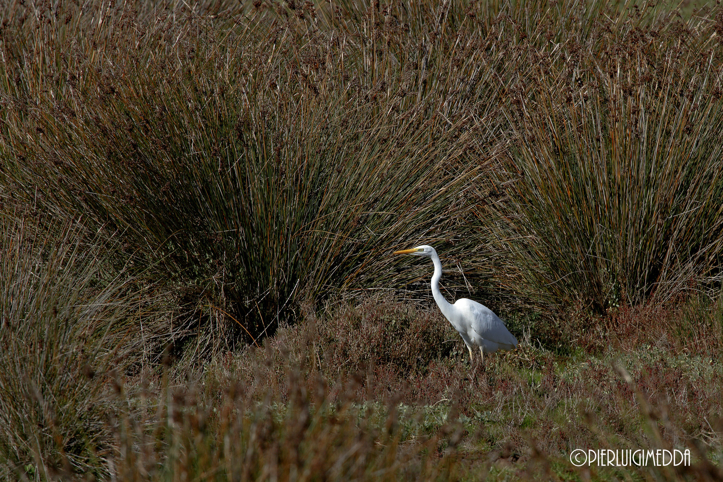 Airone Bianco Maggiore