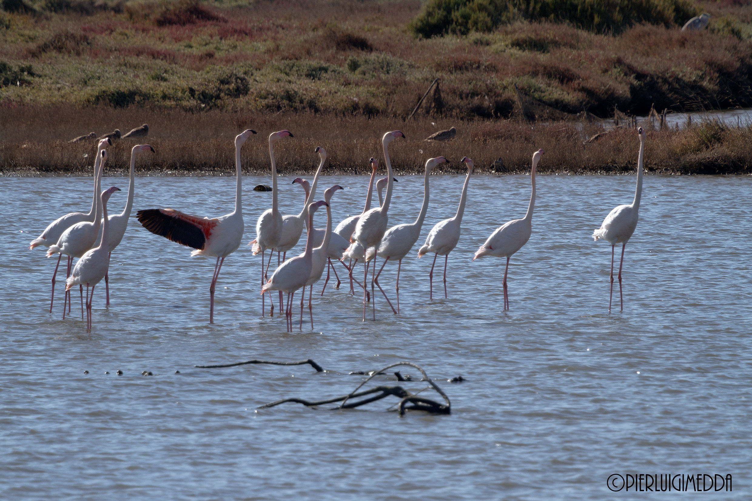 Fenicotteri rosa in parata