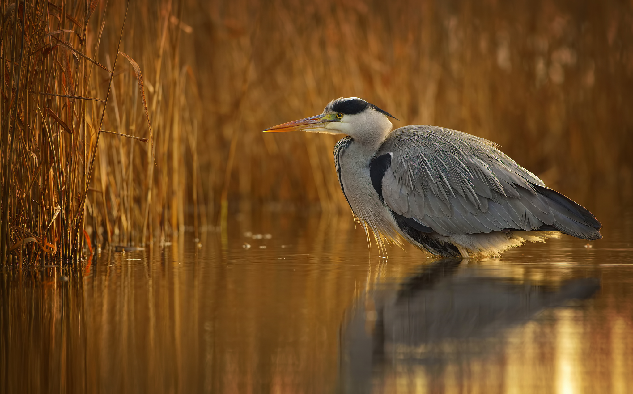 Golden hour (heron)