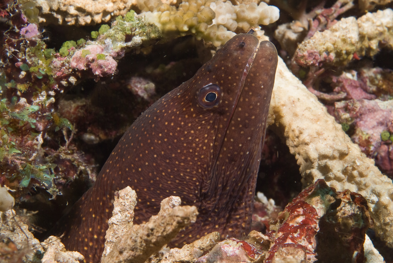 gymnothorax meleagris