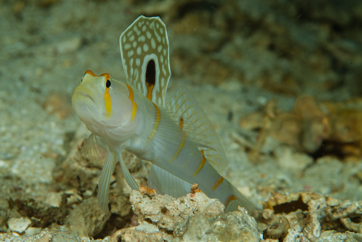 Amblyeleotris randalli