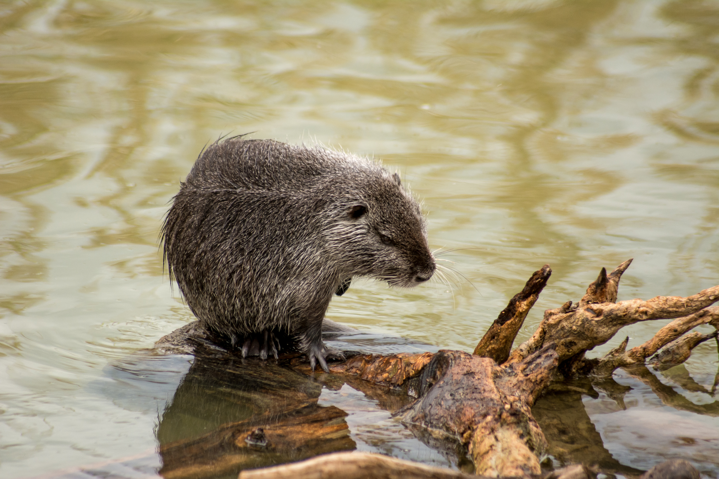 Nutria