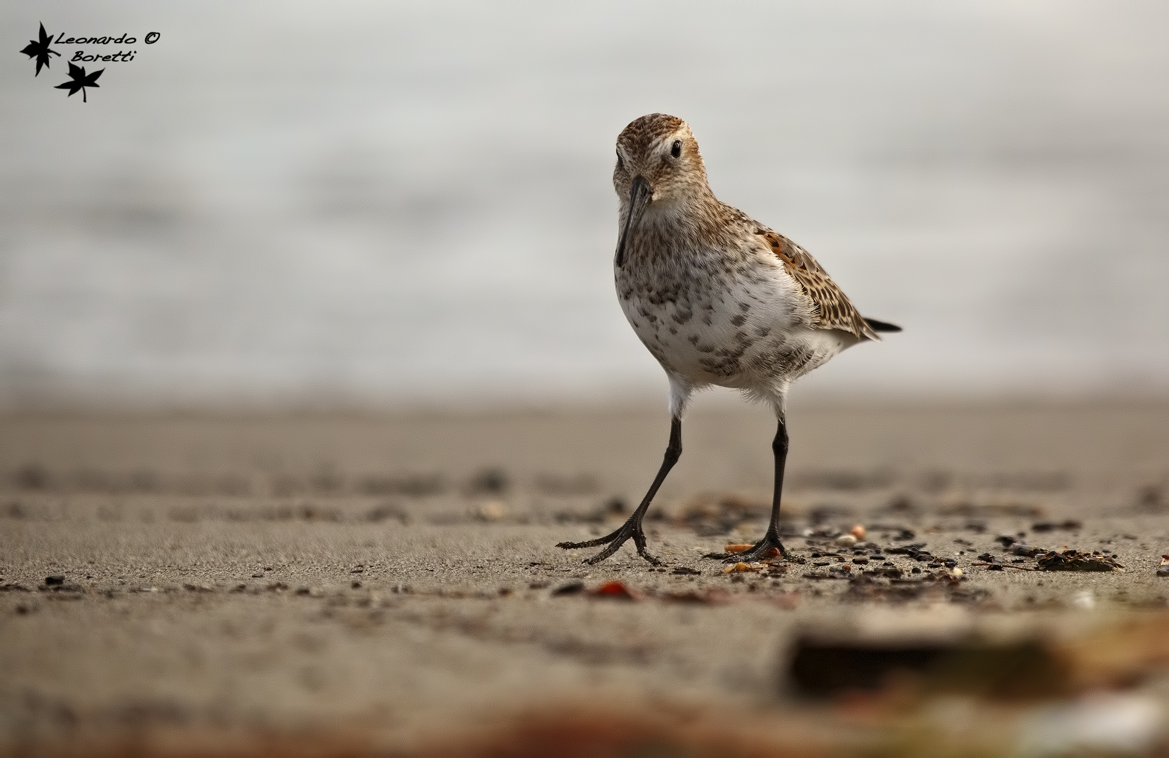 Sandpiper