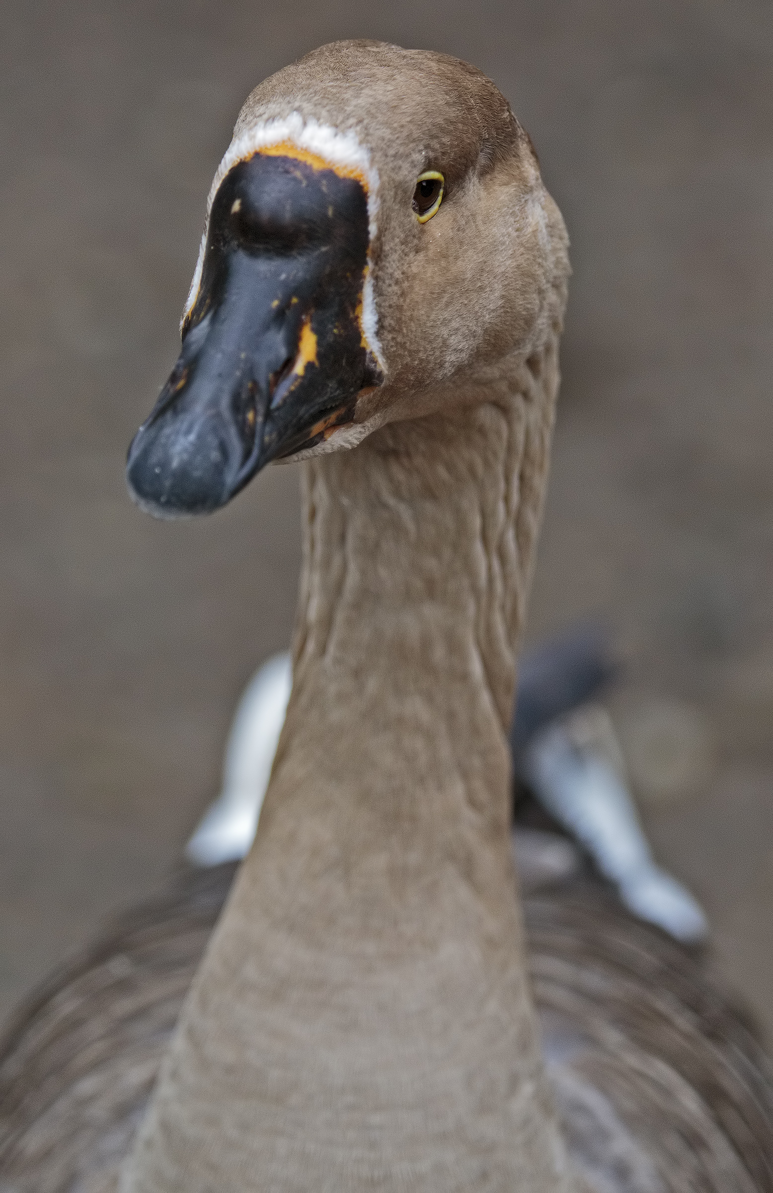 Goose