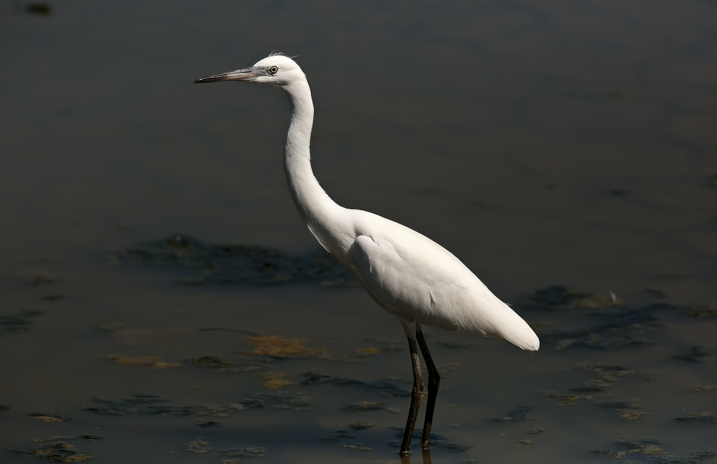 Egret
