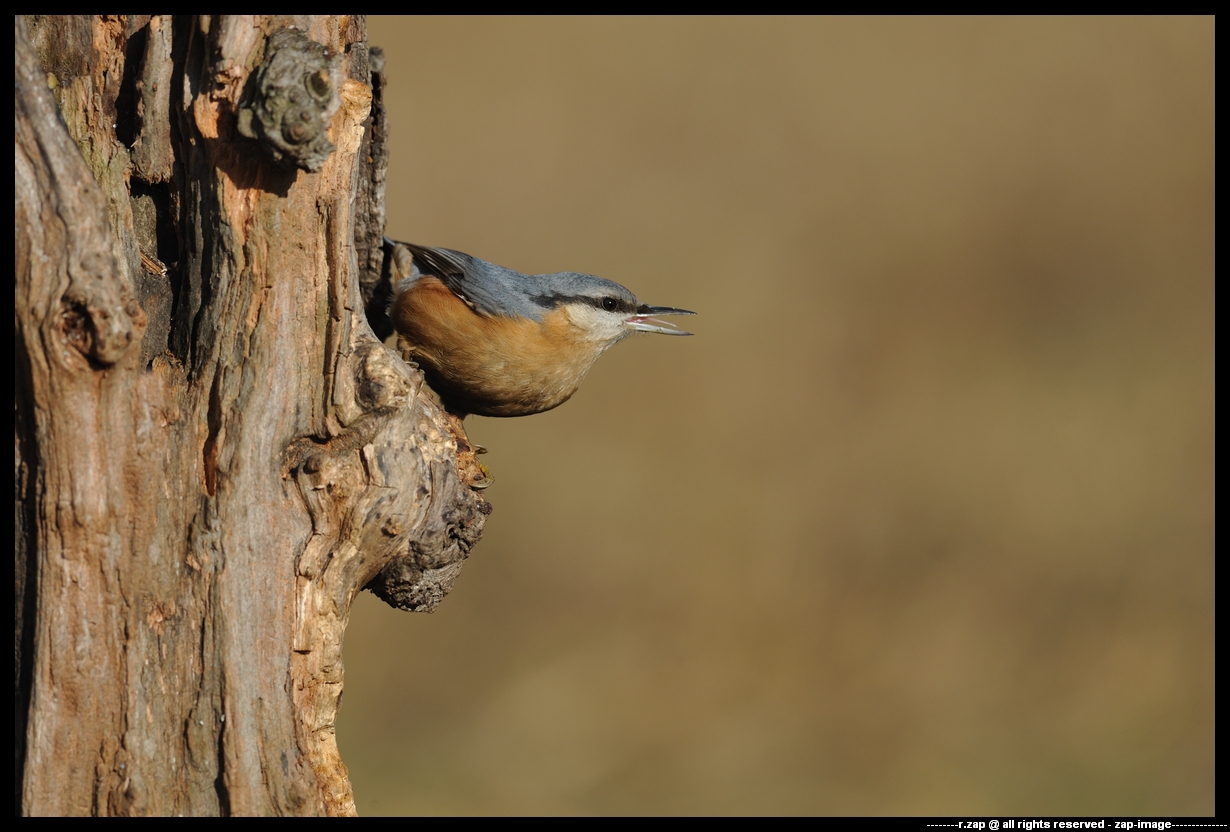 nuthatch