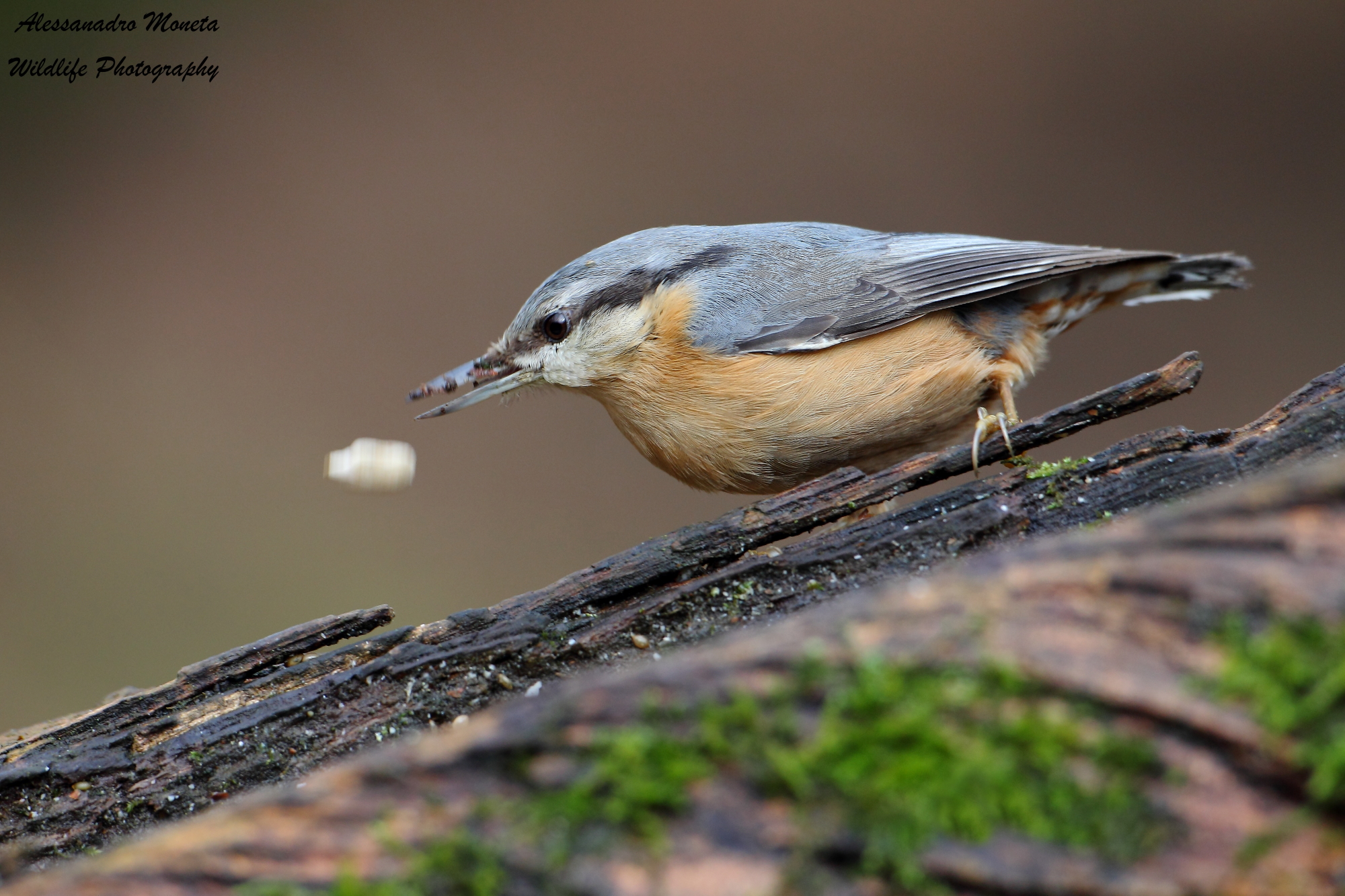 Beee, lo sai che voglio solo il caviale