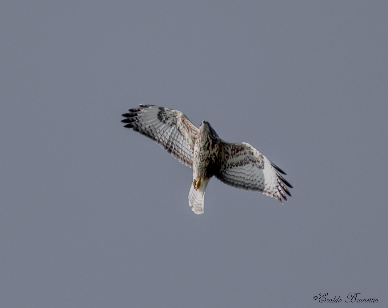 Poiana (Buteo buteo)