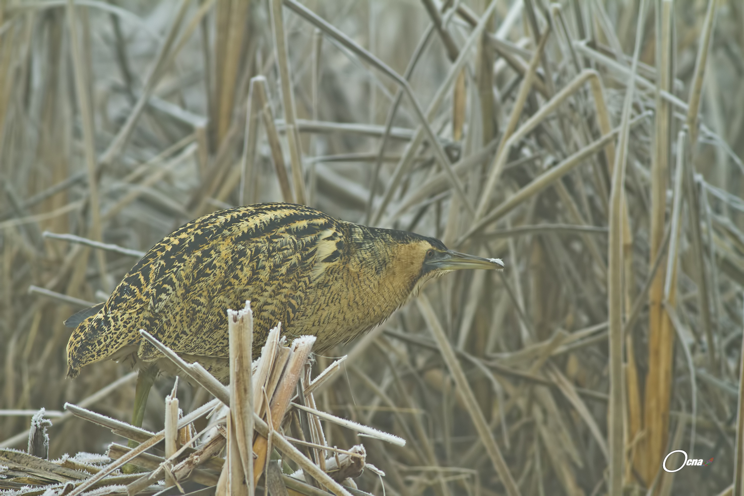 tarabuso....nella nebbia e galaverna