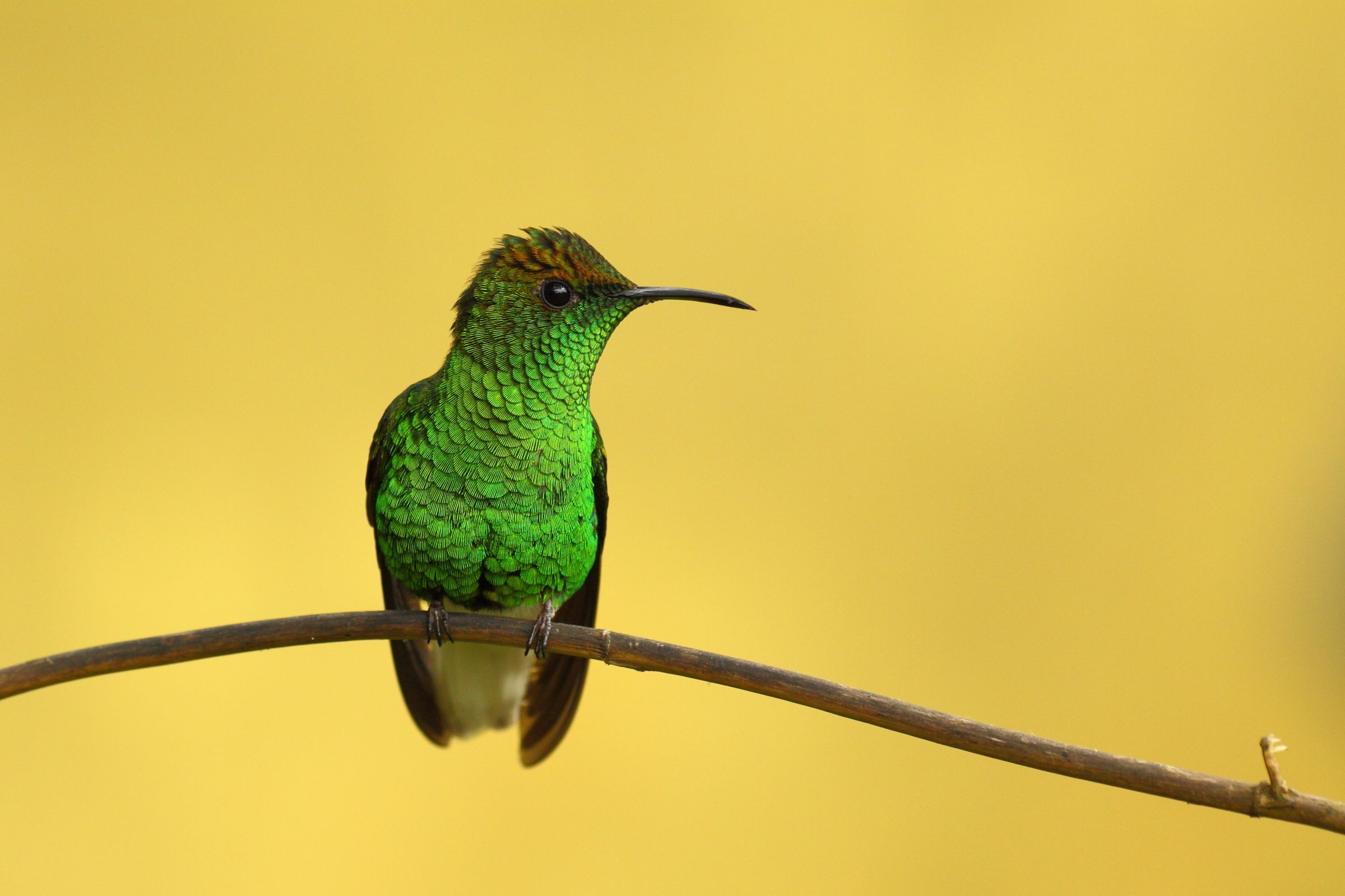 Colibrì testa di rame