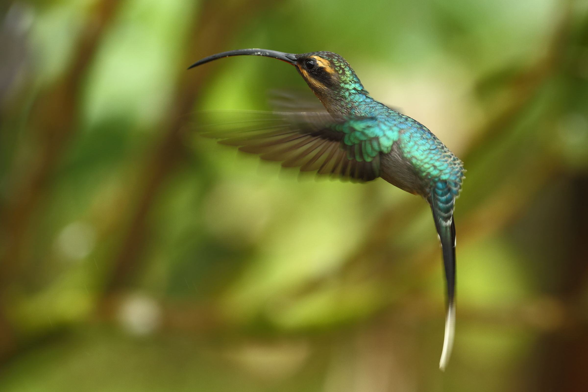 Colibrì del sole verde