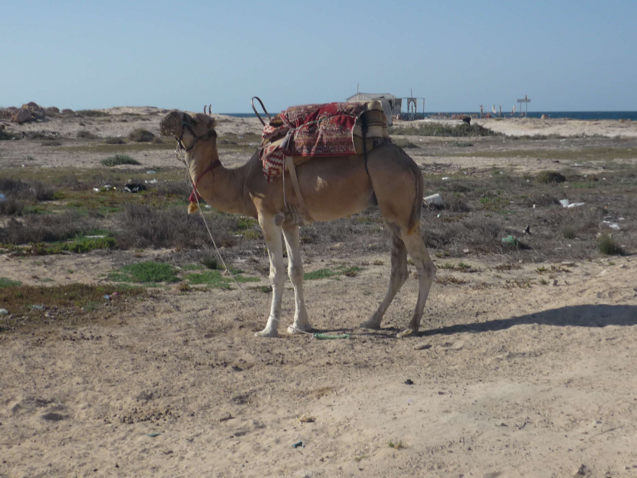 Cammello nel Deserto Tunisino