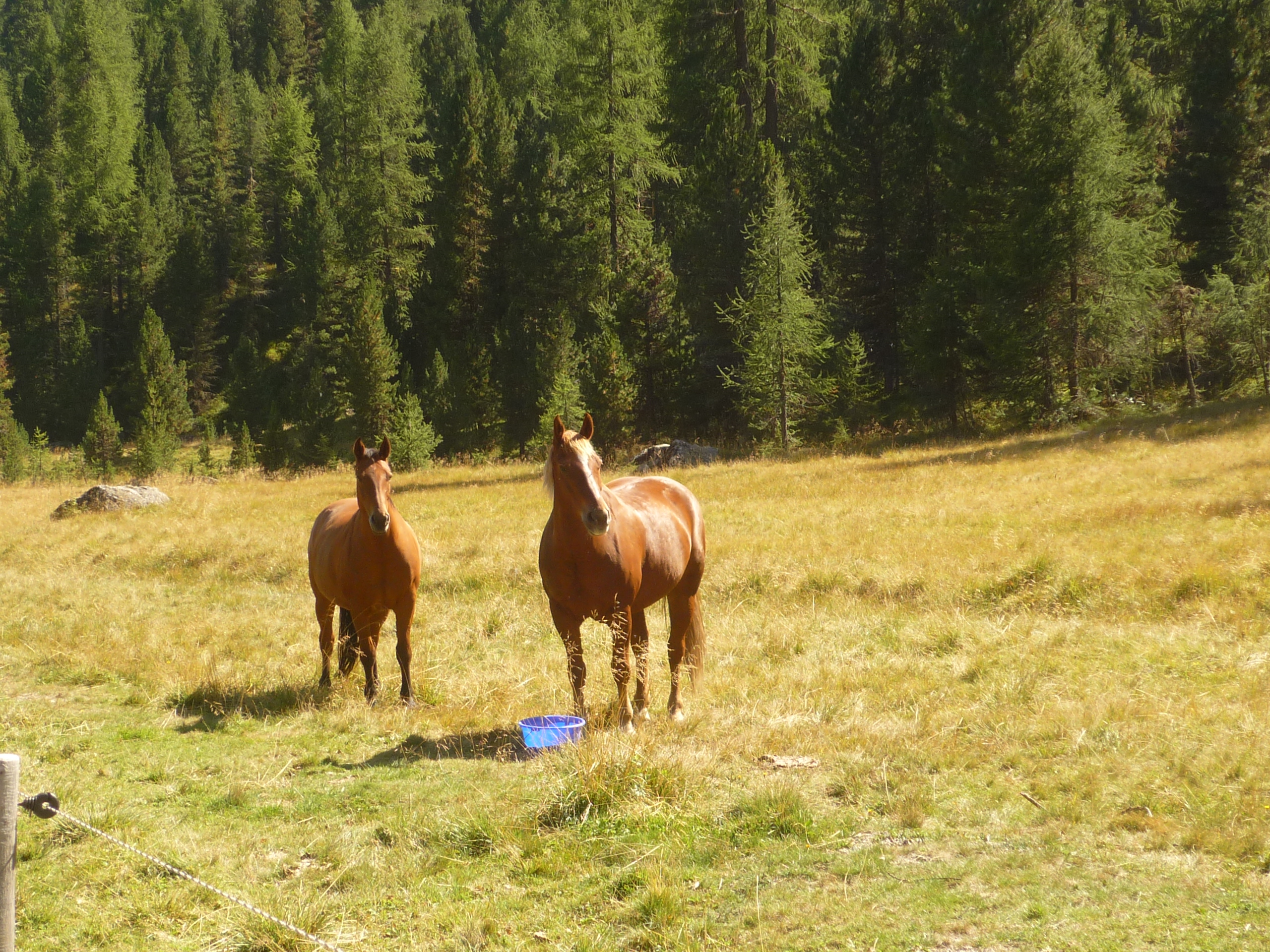 Cavalli che si Dissetano, Engadina, Svizzera