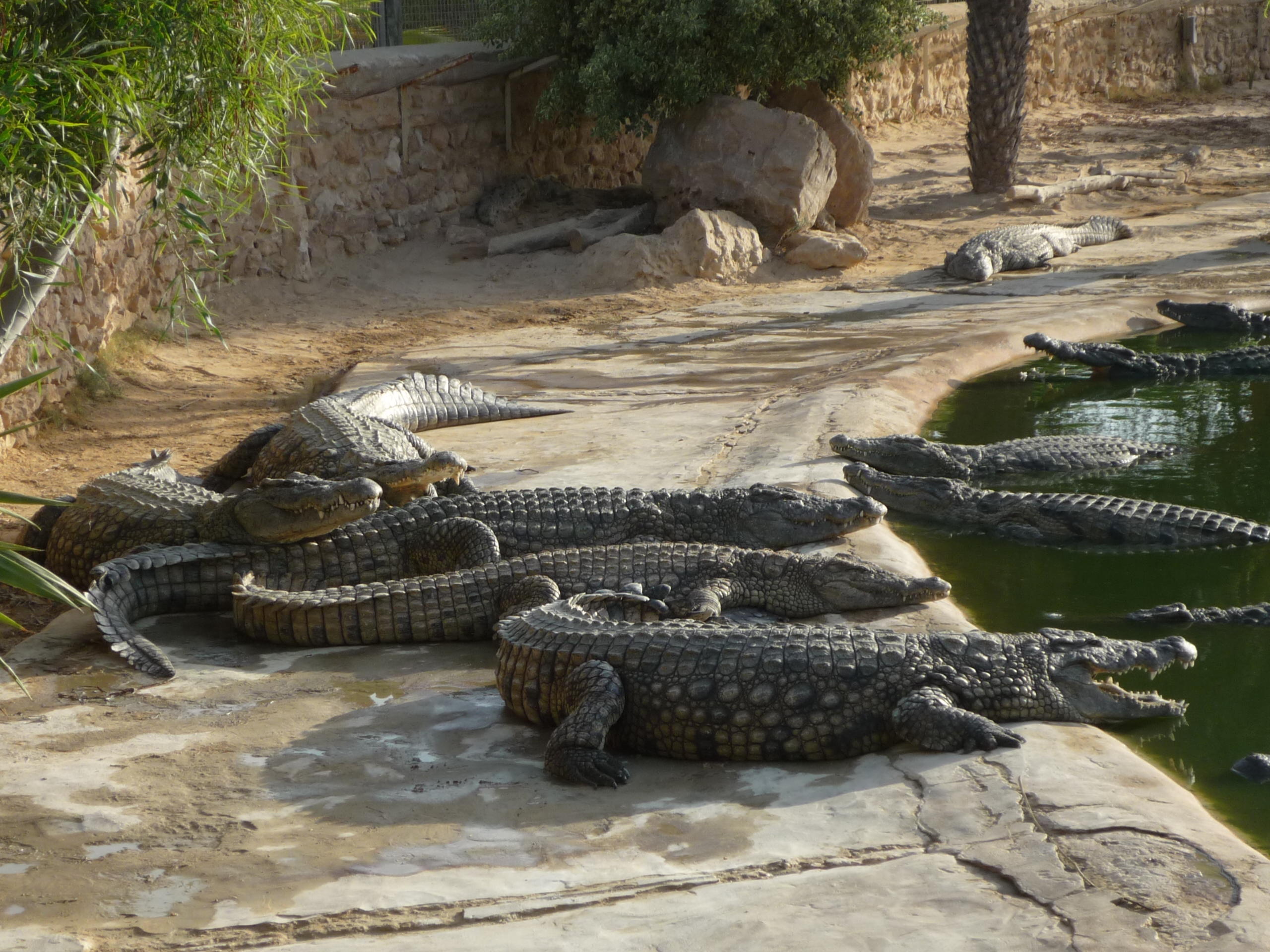 Coccodrilli al Sole e in Acqua