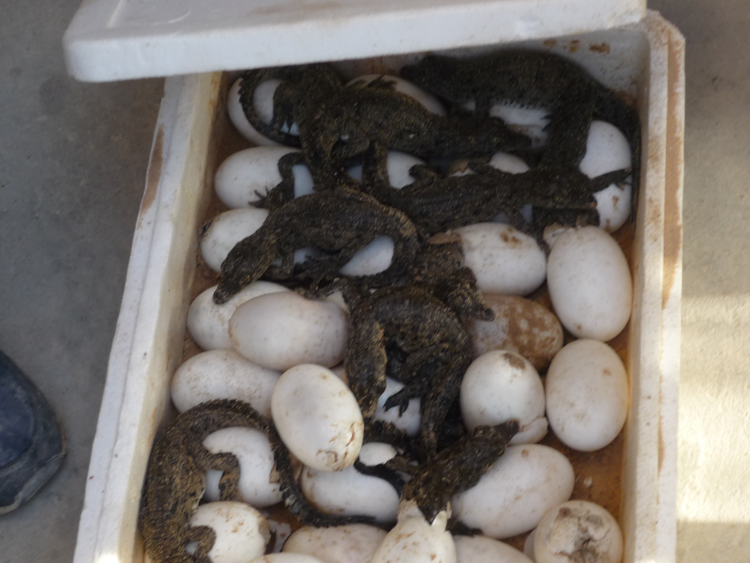 Coccodrilli che Nascono dalle Uova