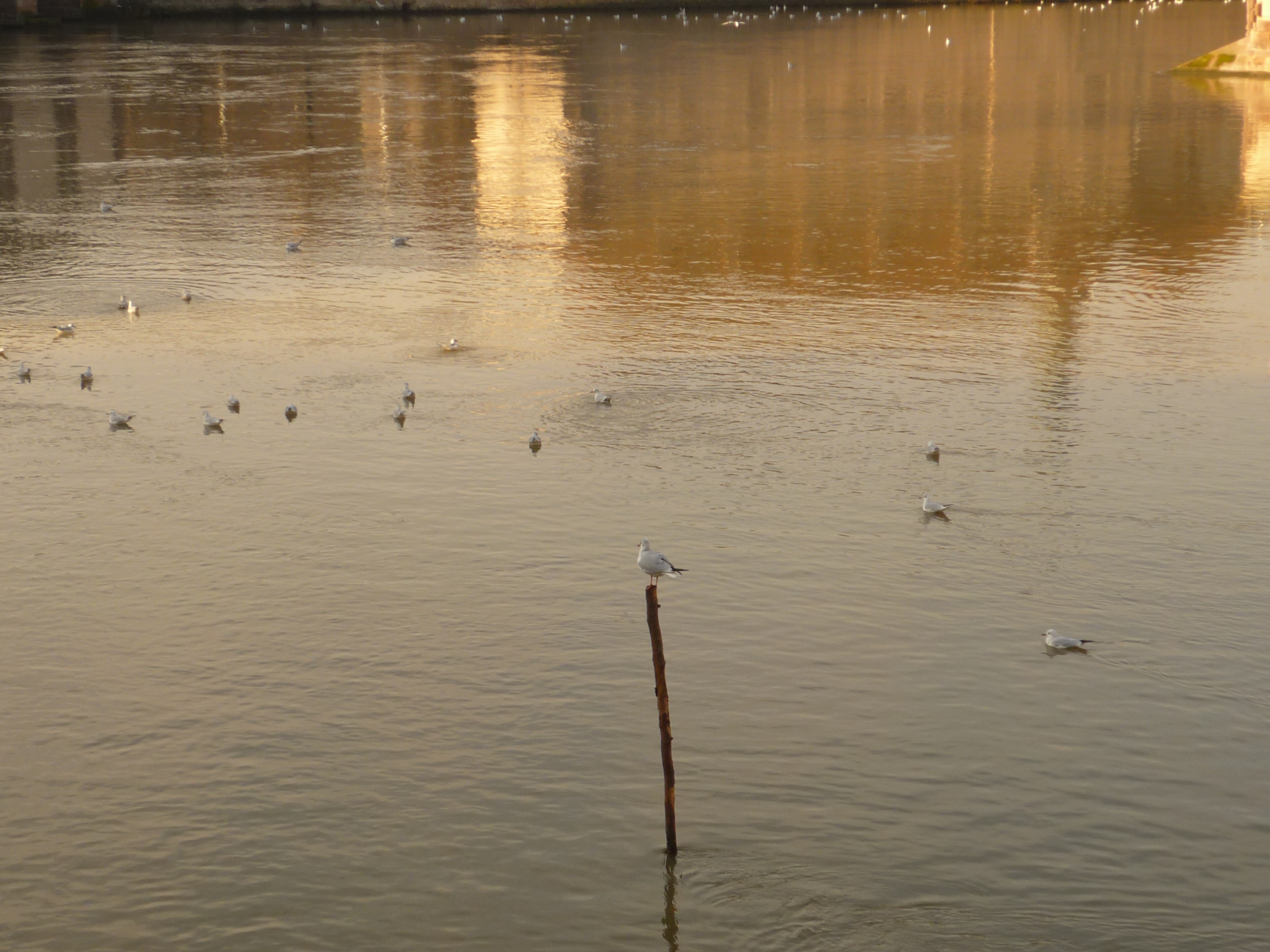 Gabbiani nel Reno, Strasburgo, Francia