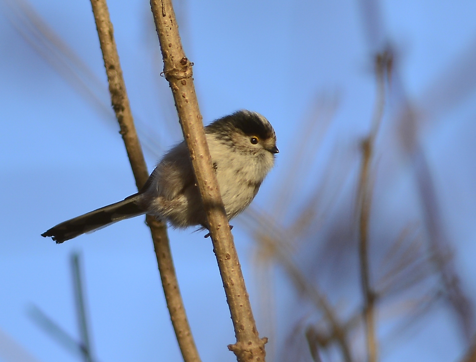 Long-tailed Tit