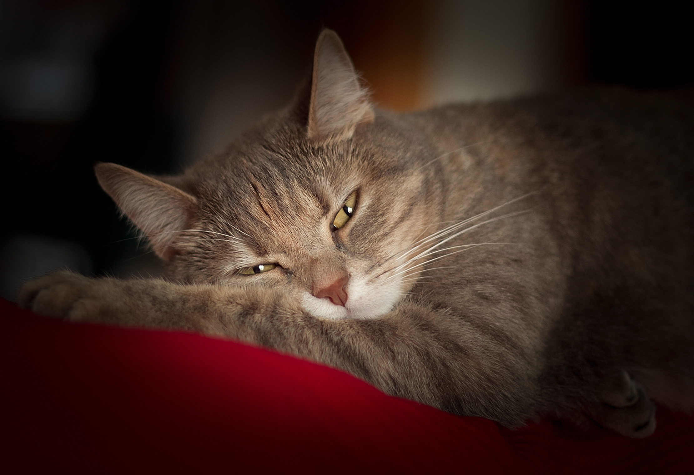 Sonnecchiando............