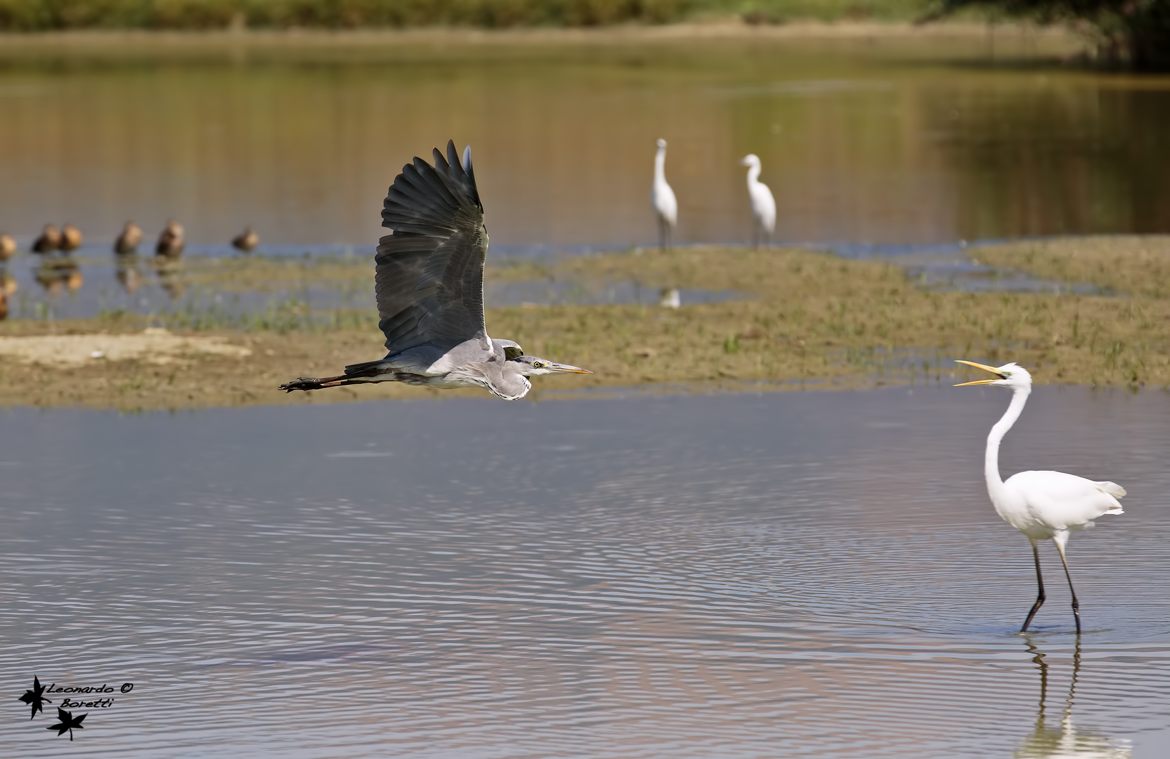 Heron in flight