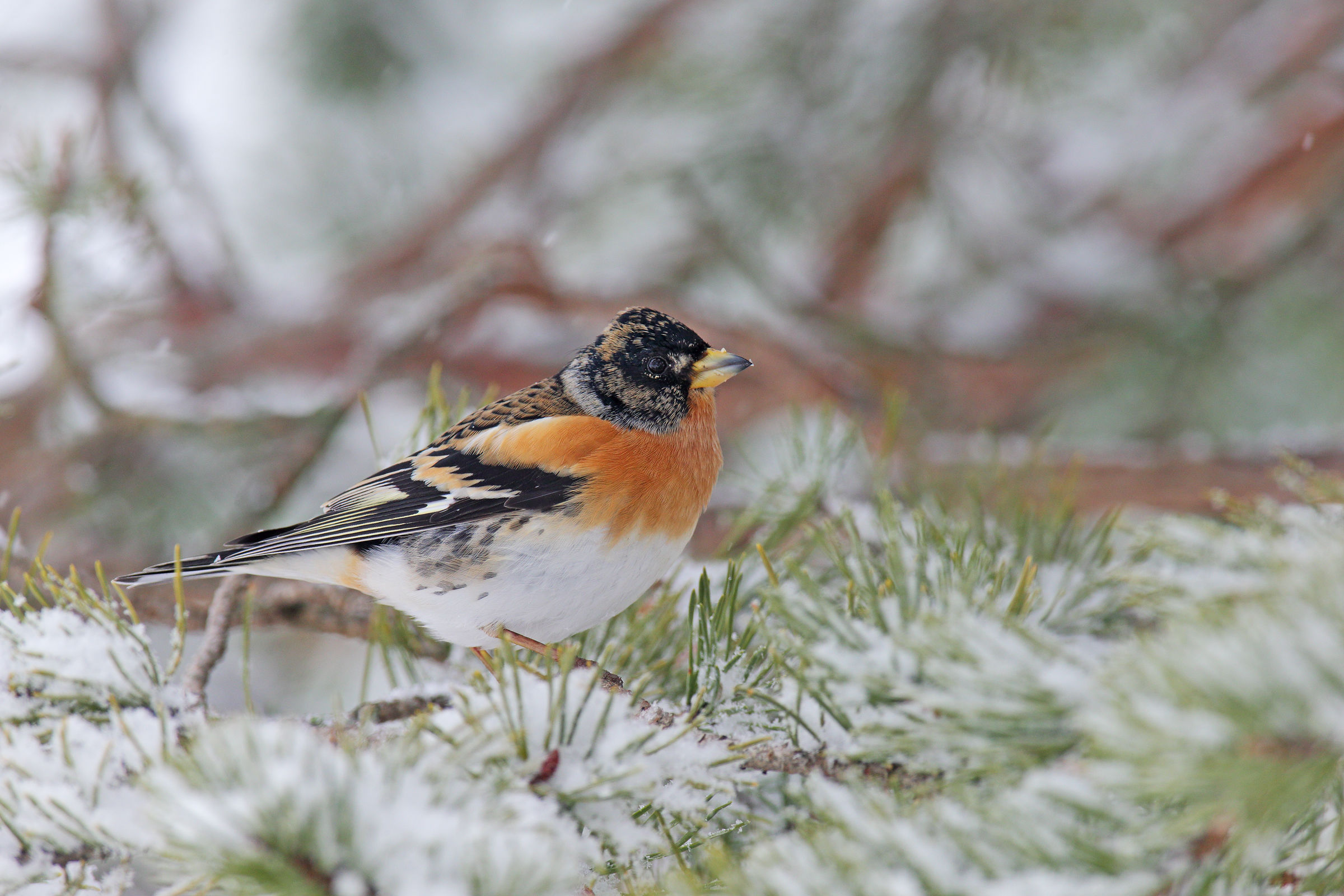 Brambling