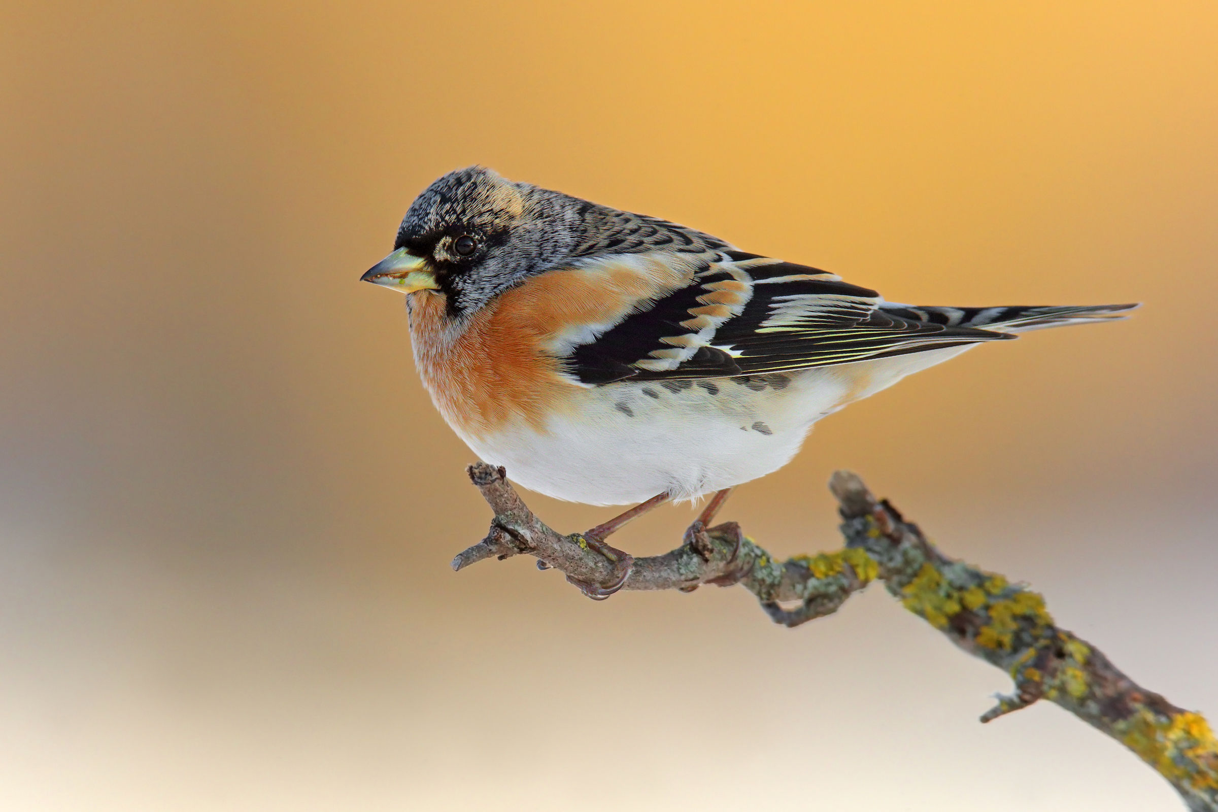 Brambling