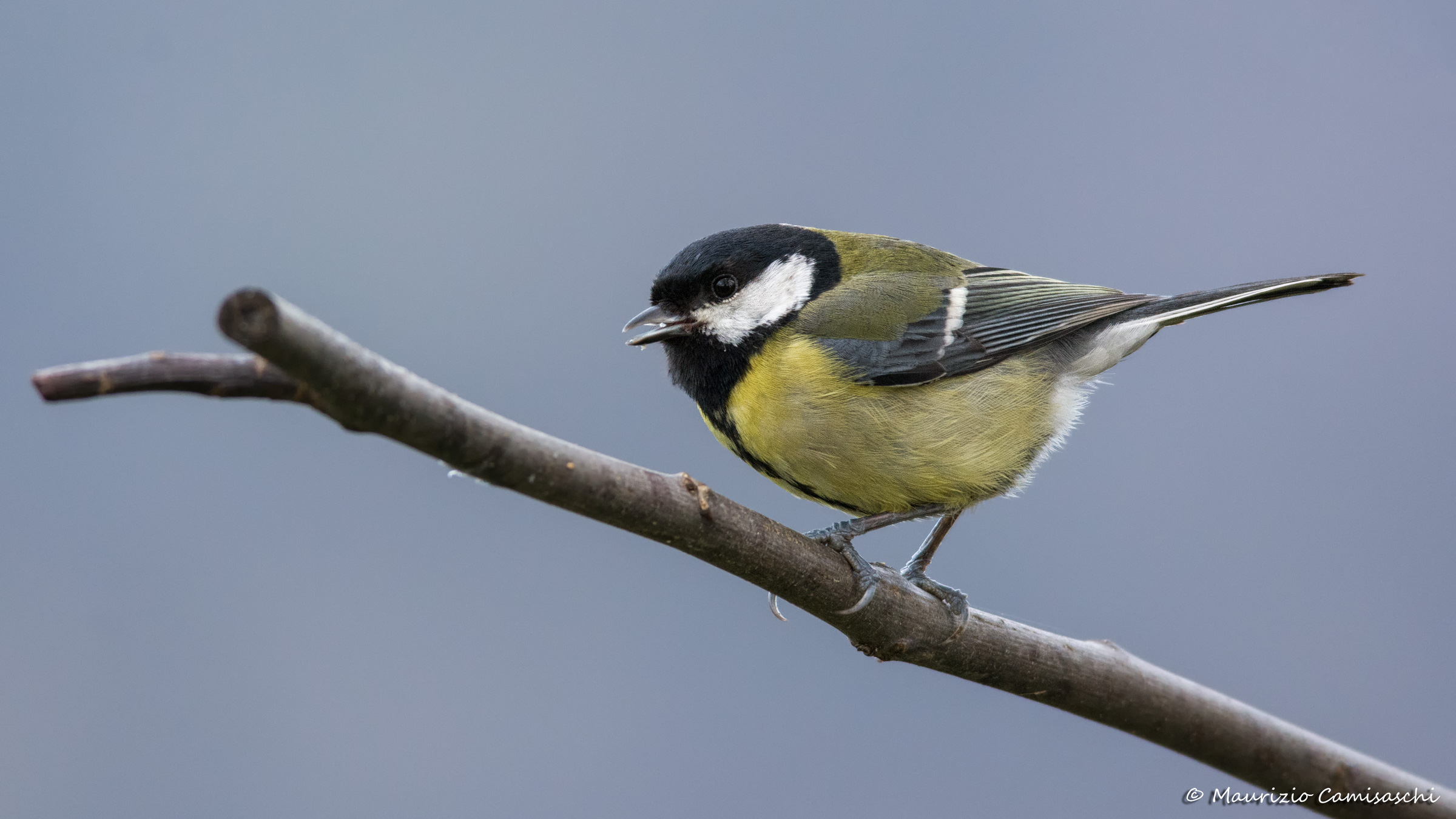 Great Tit