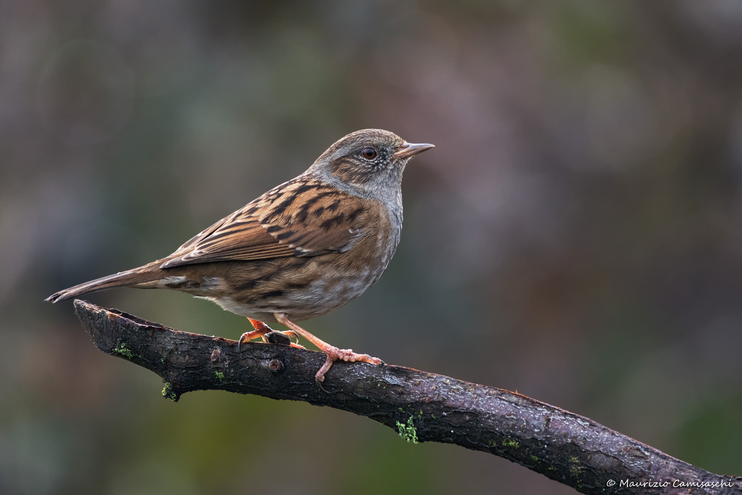 Dunnock
