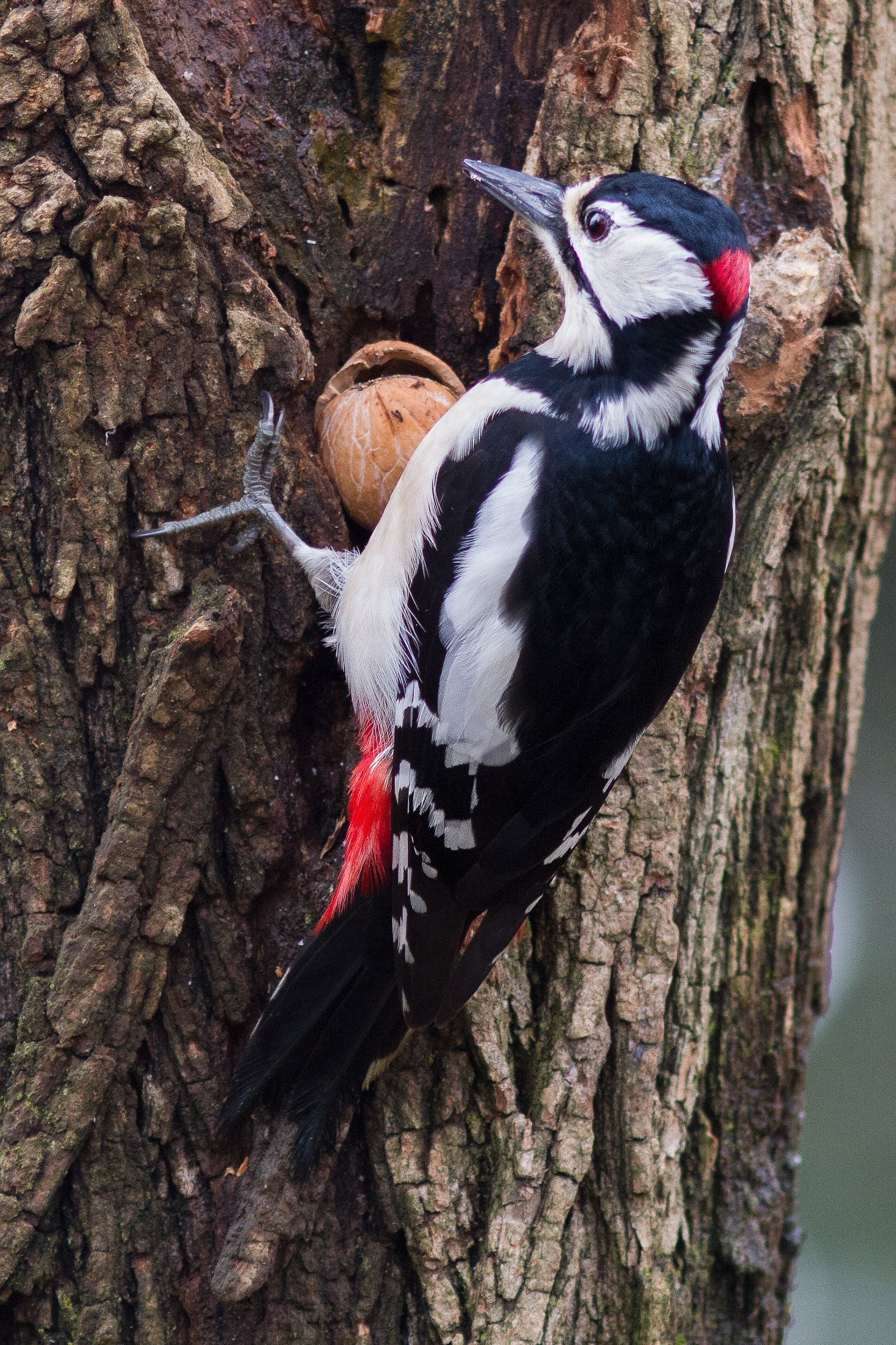 Great Spotted Woodpecker (Open Treasure Chest)