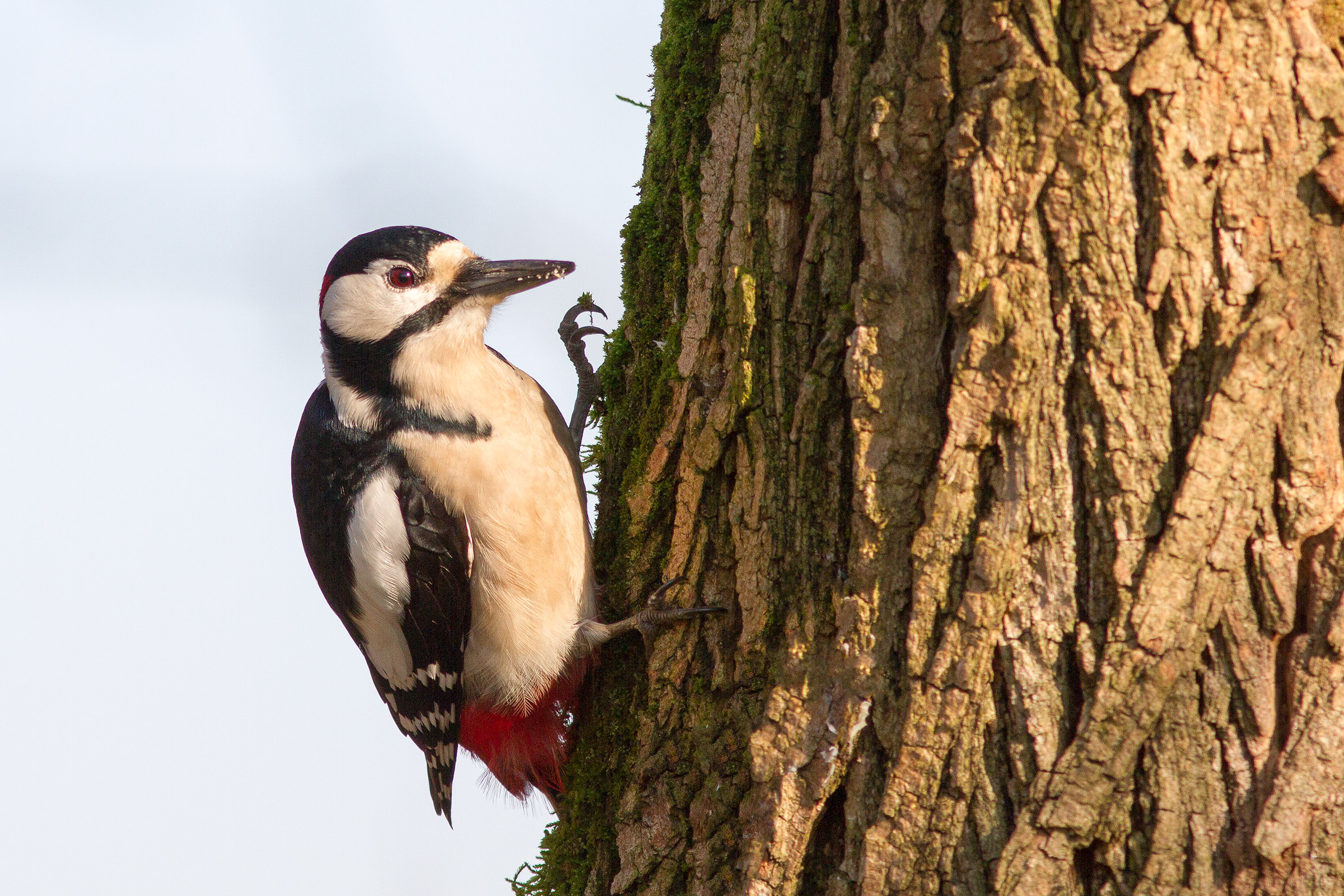Great Spotted Woodpecker