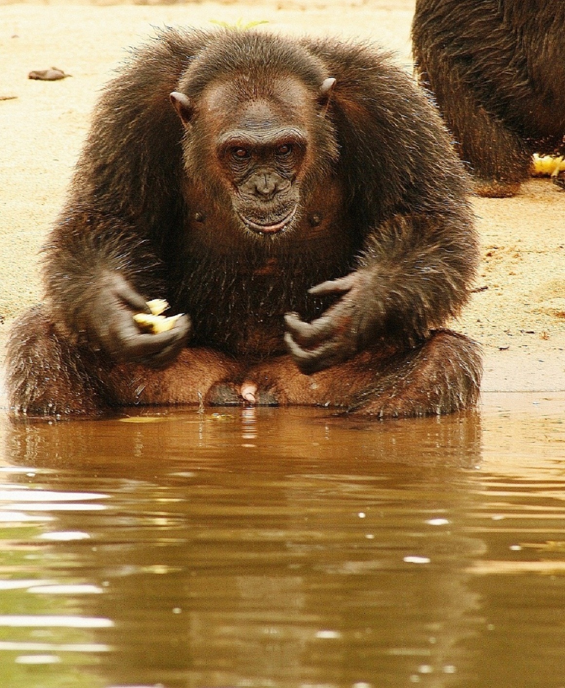 Chimpanzees in Pongo Songo 1