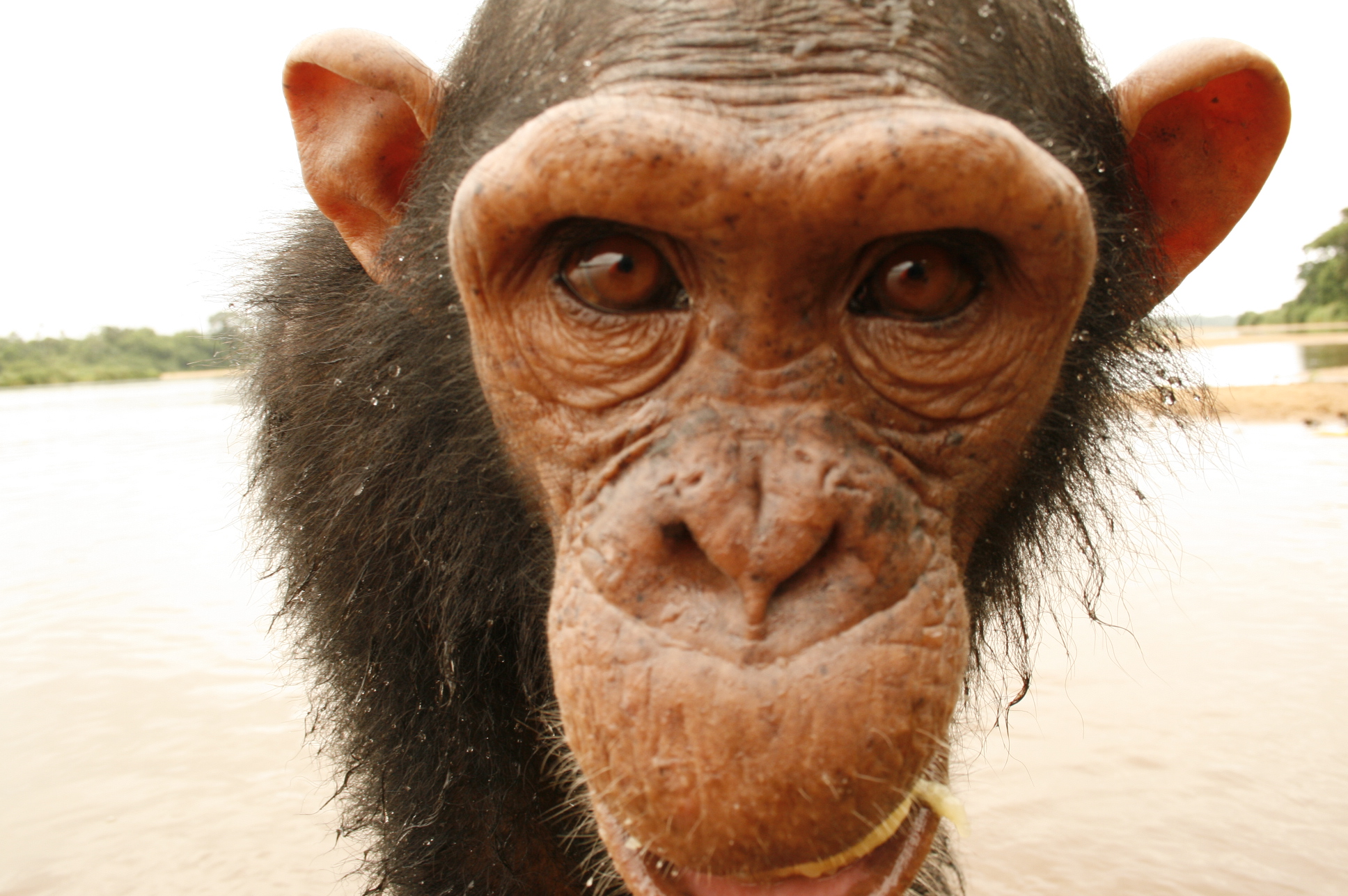 Chimpanzee Pongo Songo 3