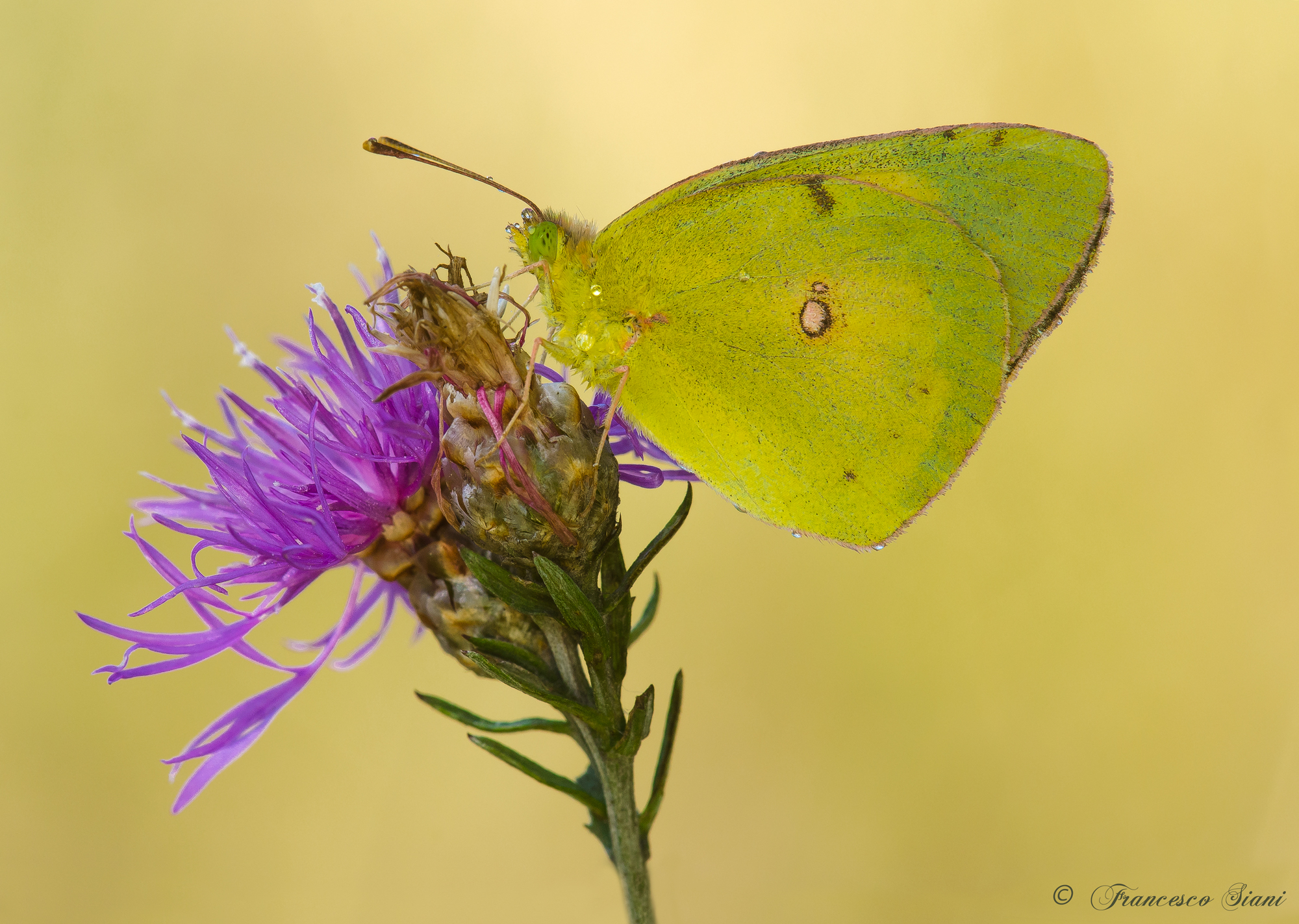 Colias