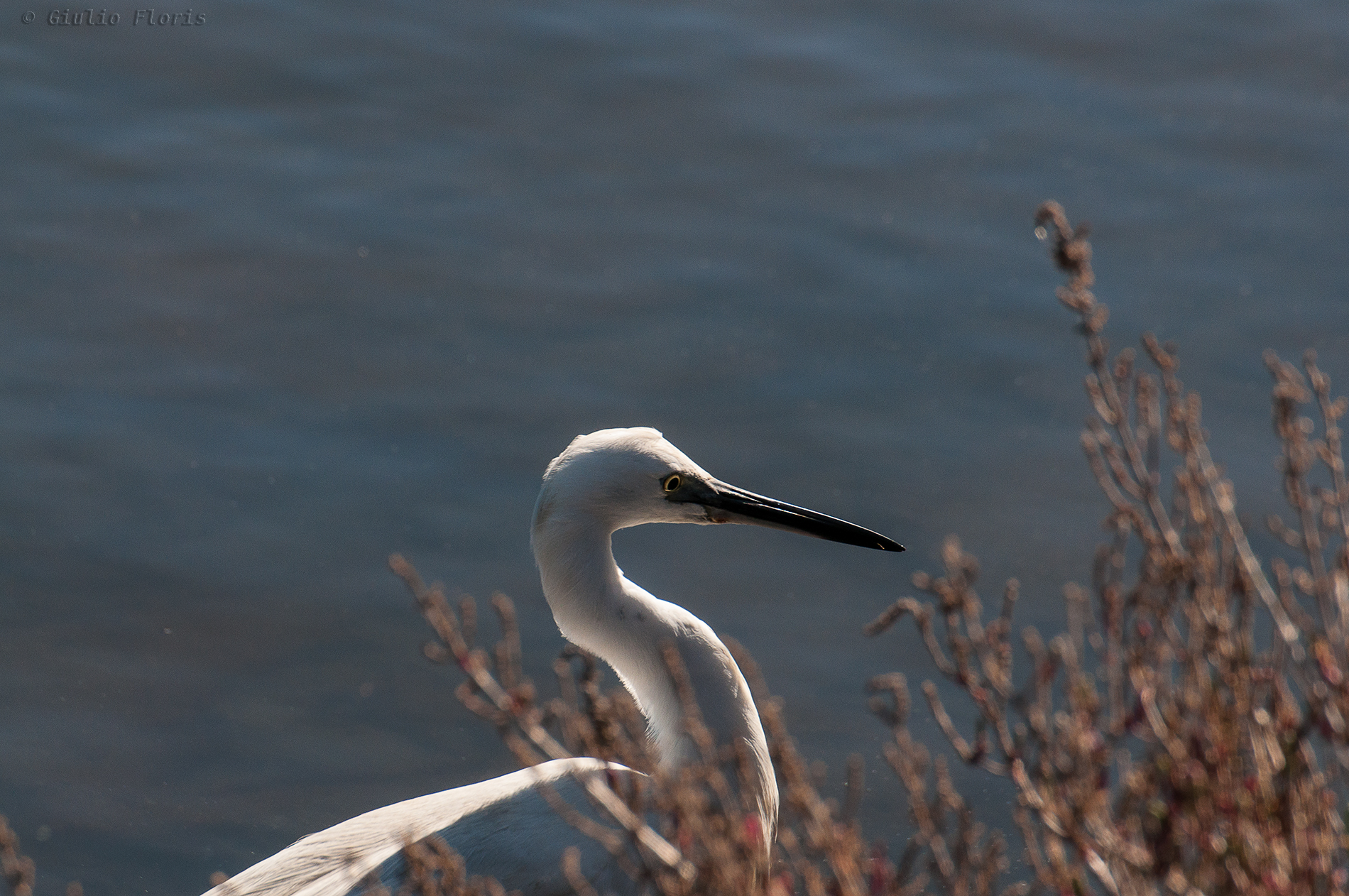 ... non ti curar di loro ...